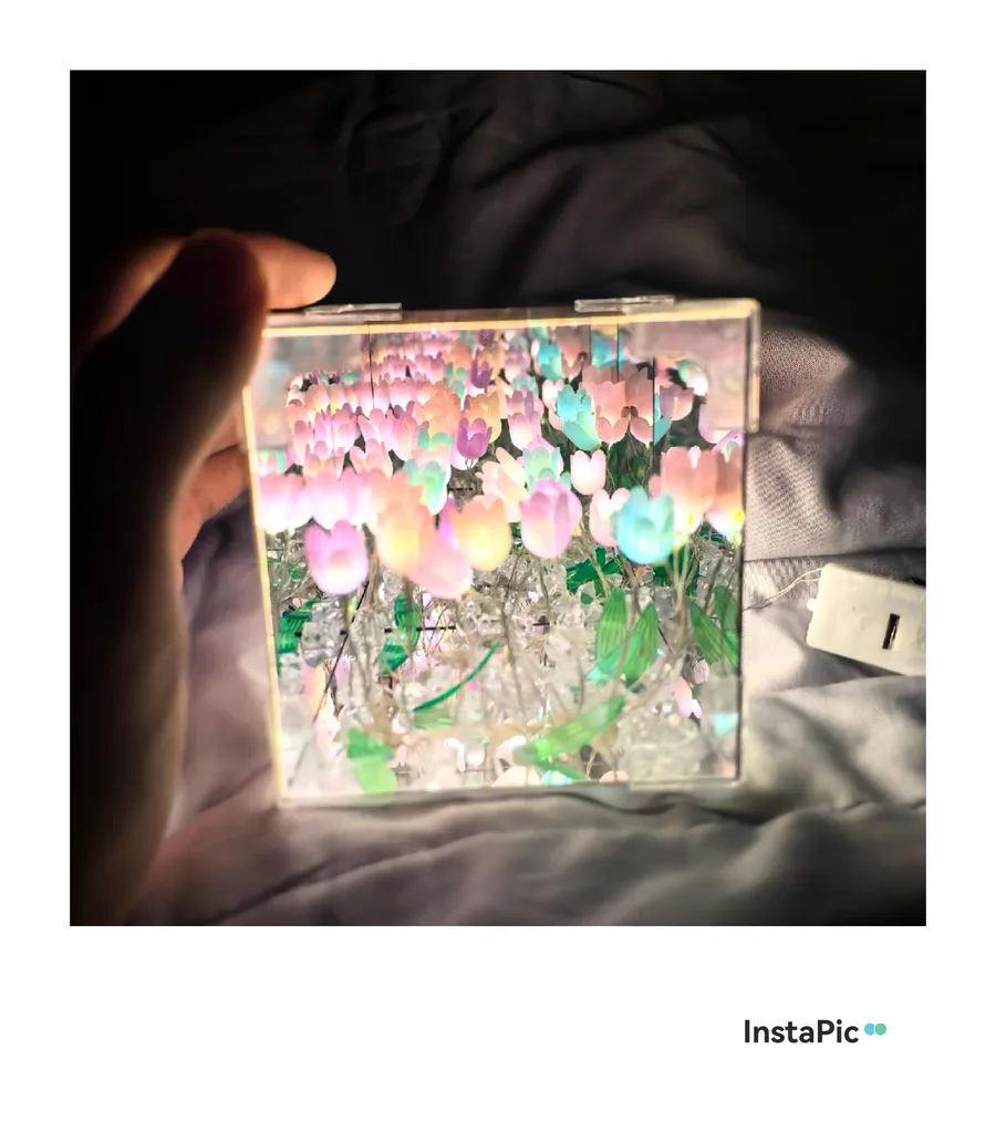 夜晚的郁金香，摄影：小红薯672663A3