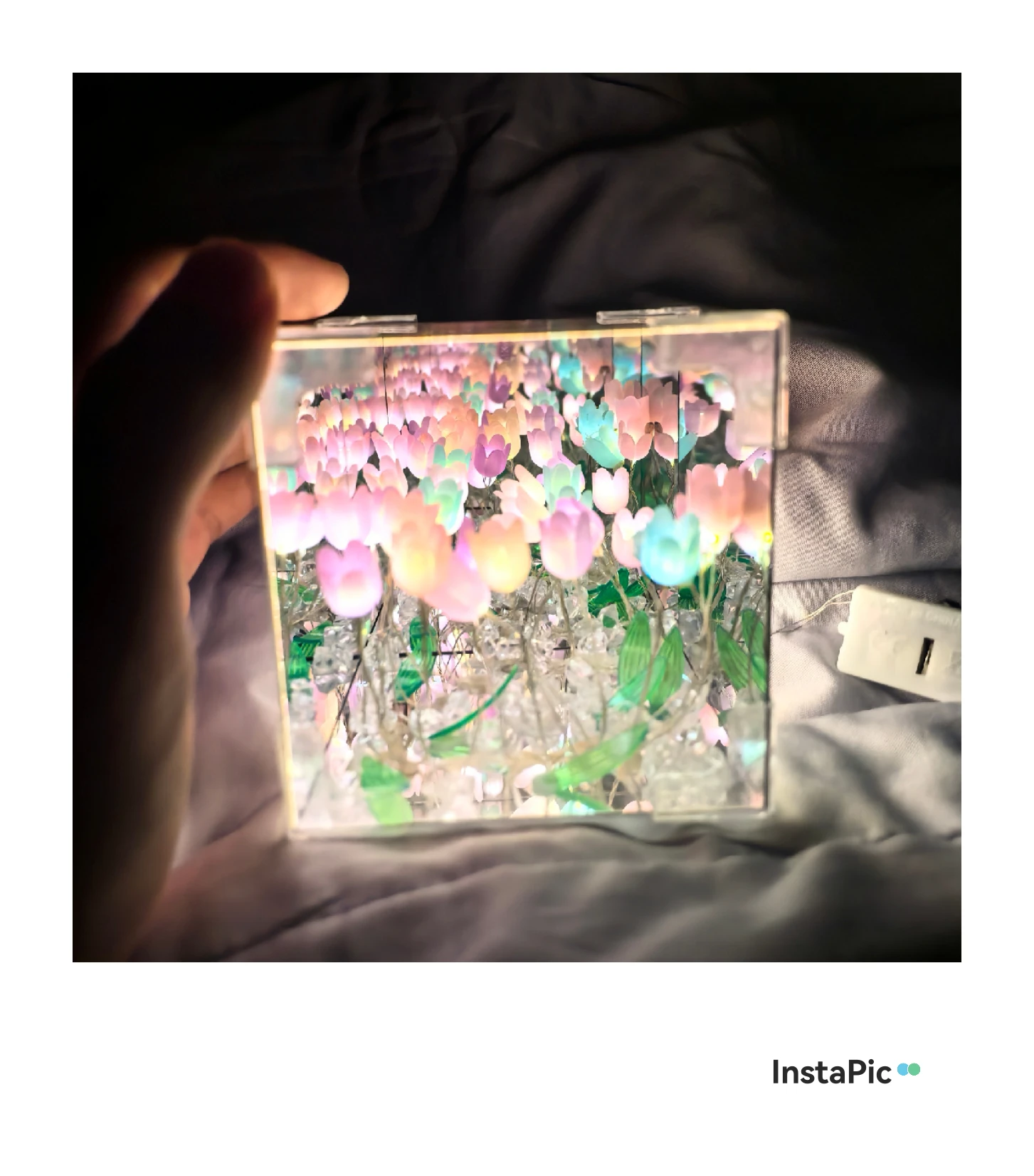 夜晚的郁金香，摄影：小红薯672663A3